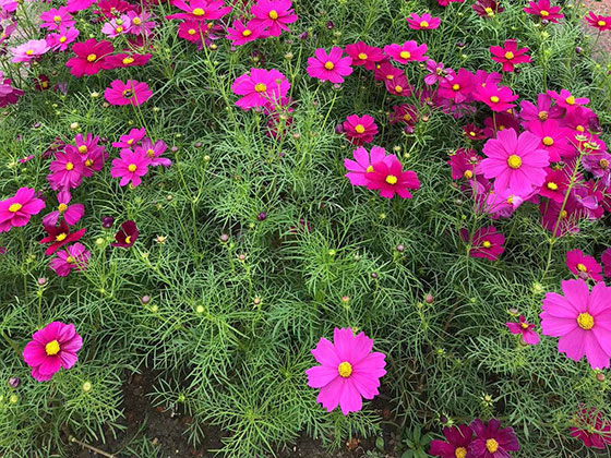 宜春鲜花布置-设计广场花坛摆设